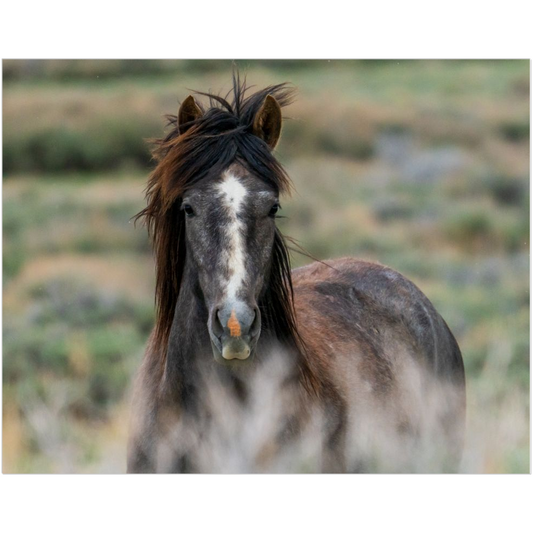 Wild Colt of the Sand Wash Basin Badlands Art Print